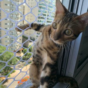 IMG 20200327 153148 077