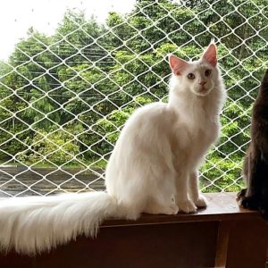 IMG 20200722 114817 384